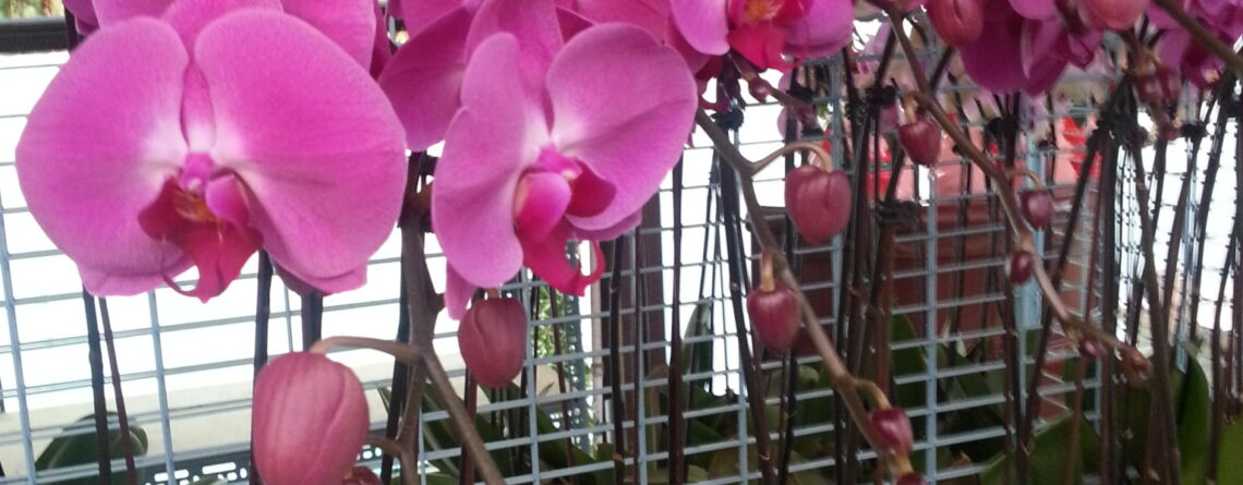 蝴蝶蘭花