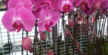 蝴蝶蘭花