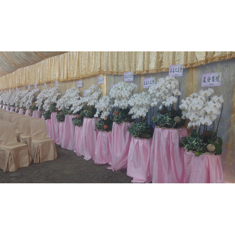 追思弔慰花禮喪禮告別式悼念敬輓用出租蘭花盆栽
